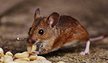24 Hour & Emergency Exterminators in Saint Marys, GA